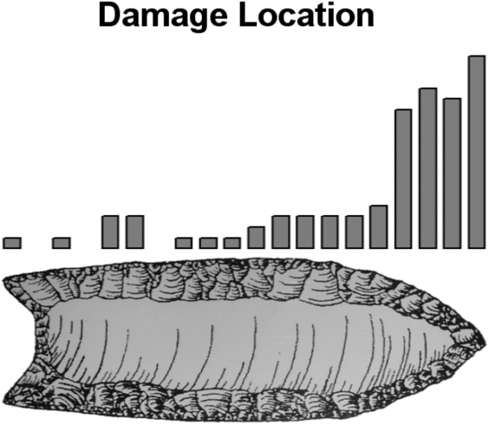 Major patterns of damage location in Hunzicker Folsom replicas, showing concentration on tip and blade (from Hunzicker Reference Hunzicker2005:Figure 7).